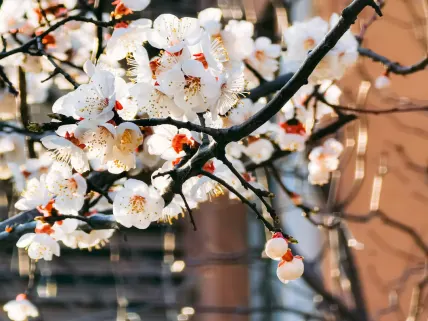 Casino777 Kazino Mobilā lietotne